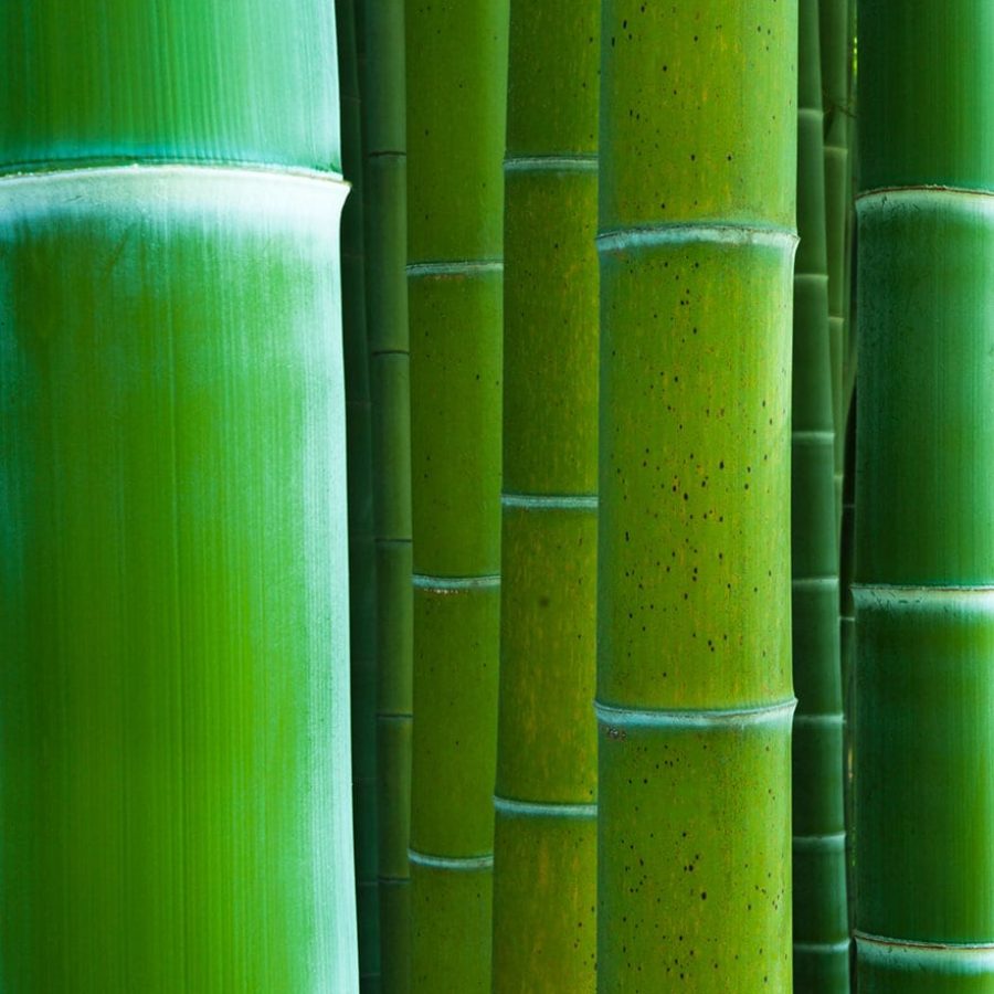 Photo de plusieurs tiges de bambous vertes en gros plan